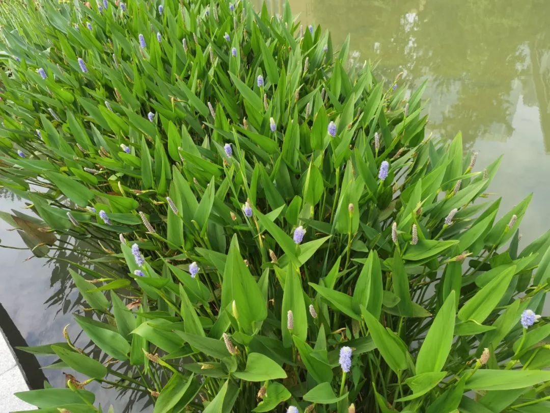 1680071129175053.jpg 5.jpg