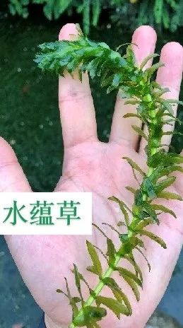 1680147154132103.jpg 5.jpg