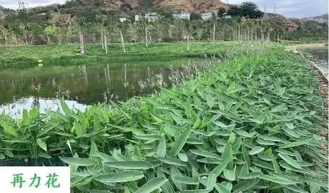 1680147193525202.jpg 8.jpg