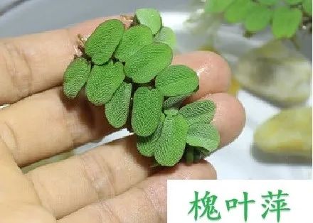 1680147273184305.jpg 14.jpg